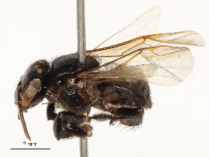  (Partamona nigrior - CBG-A65320-E11)  @11 [ ] CreativeCommons - Attribution Share - Alike (2025) CBG Photography Group Centre for Biodiversity Genomics