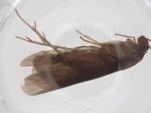  ( - CBG-A66113-G03)  @11 [ ] CreativeCommons - Attribution Share - Alike (2025) Centre for Biodiversity Genomics Centre for Biodiversity Genomics