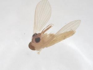  ( - CBG-A66117-A02)  @11 [ ] CreativeCommons - Attribution Share - Alike (2025) Centre for Biodiversity Genomics Centre for Biodiversity Genomics