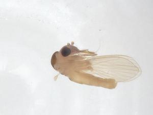  ( - CBG-A66118-A06)  @11 [ ] CreativeCommons - Attribution Share - Alike (2025) Centre for Biodiversity Genomics Centre for Biodiversity Genomics