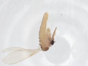  ( - CBG-A66118-C07)  @11 [ ] CreativeCommons - Attribution Share - Alike (2025) Centre for Biodiversity Genomics Centre for Biodiversity Genomics