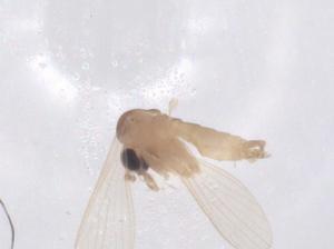  ( - CBG-A66122-D11)  @11 [ ] CreativeCommons - Attribution Share - Alike (2025) Centre for Biodiversity Genomics Centre for Biodiversity Genomics