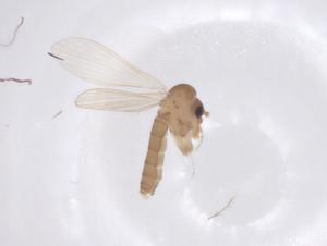  ( - CBG-A66122-E05)  @11 [ ] CreativeCommons - Attribution Share - Alike (2025) Centre for Biodiversity Genomics Centre for Biodiversity Genomics