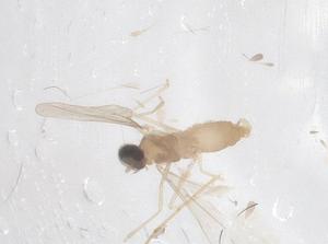  ( - CBG-A66123-G08)  @11 [ ] CreativeCommons - Attribution Share - Alike (2025) Centre for Biodiversity Genomics Centre for Biodiversity Genomics