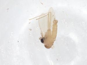  ( - CBG-A66124-F02)  @11 [ ] CreativeCommons - Attribution Share - Alike (2025) Centre for Biodiversity Genomics Centre for Biodiversity Genomics