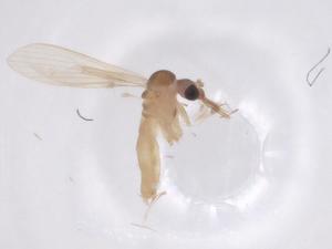  ( - CBG-A66125-E06)  @11 [ ] CreativeCommons - Attribution Share - Alike (2025) Centre for Biodiversity Genomics Centre for Biodiversity Genomics