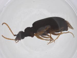  ( - CBG-A66126-A10)  @11 [ ] CreativeCommons - Attribution Share - Alike (2025) Centre for Biodiversity Genomics Centre for Biodiversity Genomics