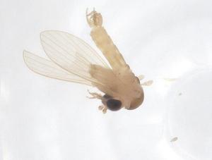  ( - CBG-A66126-H04)  @11 [ ] CreativeCommons - Attribution Share - Alike (2025) Centre for Biodiversity Genomics Centre for Biodiversity Genomics