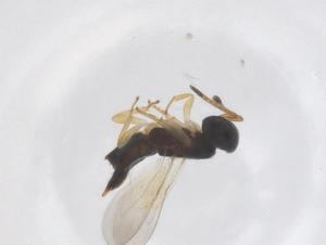  ( - CBG-A66129-D04)  @11 [ ] CreativeCommons - Attribution Share - Alike (2025) Centre for Biodiversity Genomics Centre for Biodiversity Genomics