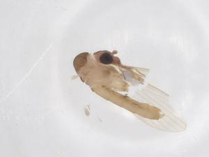  ( - CBG-A66132-G09)  @11 [ ] CreativeCommons - Attribution Share - Alike (2025) Centre for Biodiversity Genomics Centre for Biodiversity Genomics