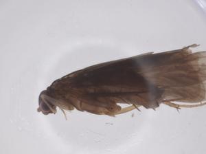  ( - CBG-A66134-C07)  @11 [ ] CreativeCommons - Attribution Share - Alike (2025) Centre for Biodiversity Genomics Centre for Biodiversity Genomics