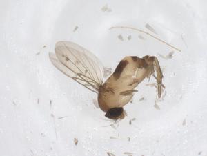  ( - CBG-A66136-D11)  @11 [ ] CreativeCommons - Attribution Share - Alike (2025) Centre for Biodiversity Genomics Centre for Biodiversity Genomics