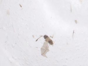  ( - CBG-A66137-B11)  @11 [ ] CreativeCommons - Attribution Share - Alike (2025) Centre for Biodiversity Genomics Centre for Biodiversity Genomics