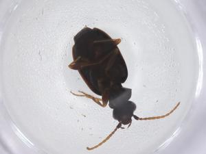  ( - CBG-A66142-E10)  @11 [ ] CreativeCommons - Attribution Share - Alike (2025) Centre for Biodiversity Genomics Centre for Biodiversity Genomics