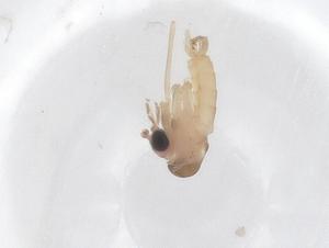  ( - CBG-A66149-B03)  @11 [ ] CreativeCommons - Attribution Share - Alike (2025) Centre for Biodiversity Genomics Centre for Biodiversity Genomics