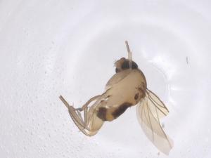  ( - CBG-A66156-F11)  @11 [ ] CreativeCommons - Attribution Share - Alike (2025) Centre for Biodiversity Genomics Centre for Biodiversity Genomics