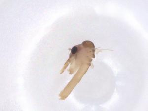  ( - CBG-A66156-G03)  @11 [ ] CreativeCommons - Attribution Share - Alike (2025) Centre for Biodiversity Genomics Centre for Biodiversity Genomics