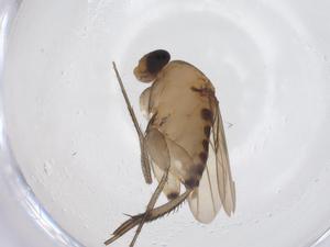  ( - CBG-A66157-E07)  @11 [ ] CreativeCommons - Attribution Share - Alike (2025) Centre for Biodiversity Genomics Centre for Biodiversity Genomics