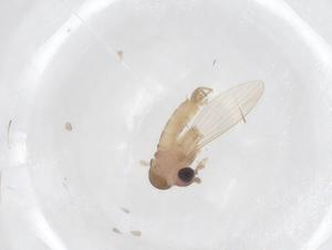  ( - CBG-A66166-C08)  @11 [ ] CreativeCommons - Attribution Share - Alike (2025) Centre for Biodiversity Genomics Centre for Biodiversity Genomics