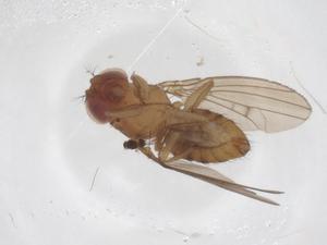  ( - CBG-A66717-B04)  @11 [ ] CreativeCommons - Attribution Share - Alike (2025) Centre for Biodiversity Genomics Centre for Biodiversity Genomics