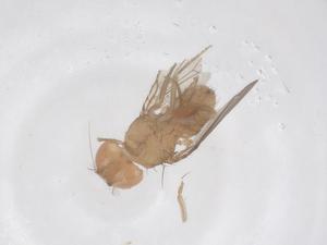  ( - CBG-A66719-B08)  @11 [ ] CreativeCommons - Attribution Share - Alike (2025) Centre for Biodiversity Genomics Centre for Biodiversity Genomics