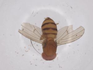  ( - CBG-A66724-D06)  @11 [ ] CreativeCommons - Attribution Share - Alike (2025) Centre for Biodiversity Genomics Centre for Biodiversity Genomics