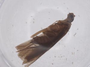  ( - CBG-A66724-D10)  @11 [ ] CreativeCommons - Attribution Share - Alike (2025) Centre for Biodiversity Genomics Centre for Biodiversity Genomics