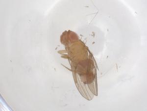  ( - CBG-A66725-B07)  @11 [ ] CreativeCommons - Attribution Share - Alike (2025) Centre for Biodiversity Genomics Centre for Biodiversity Genomics