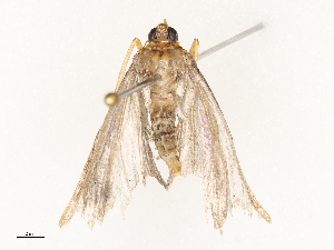  ( - CBG-A66969-A08)  @11 [ ] CreativeCommons - Attribution Share - Alike (2025) CBG Photography Group Centre for Biodiversity Genomics