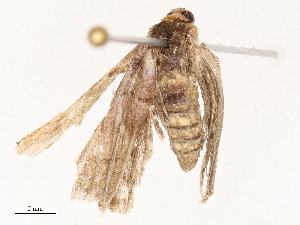  ( - CBG-A66969-B07)  @11 [ ] CreativeCommons - Attribution Share - Alike (2025) CBG Photography Group Centre for Biodiversity Genomics