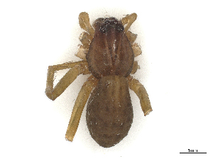  ( - CBG-A66969-H10)  @11 [ ] CreativeCommons - Attribution (2025) CBG Photography Group Centre for Biodiversity Genomics