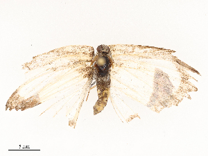  ( - CBG-A66970-E09)  @11 [ ] CreativeCommons - Attribution Share - Alike (2025) CBG Photography Group Centre for Biodiversity Genomics