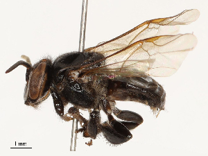  ( - CBG-A67103-H03)  @11 [ ] CreativeCommons - Attribution Share - Alike (2025) CBG Photography Group Centre for Biodiversity Genomics