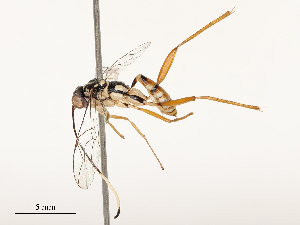  (Toechorychus - CBG-A67104-G12)  @11 [ ] CreativeCommons - Attribution Share - Alike (2025) CBG Photography Group Centre for Biodiversity Genomics