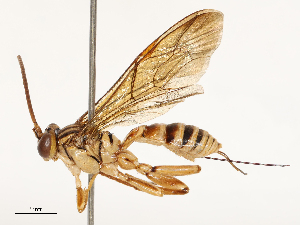  ( - CBG-A67105-D05)  @11 [ ] CreativeCommons - Attribution Share - Alike (2025) CBG Photography Group Centre for Biodiversity Genomics