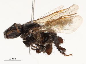  ( - CBG-A67105-G02)  @11 [ ] CreativeCommons - Attribution Share - Alike (2025) CBG Photography Group Centre for Biodiversity Genomics