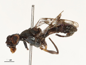  ( - CBG-A67105-G07)  @11 [ ] CreativeCommons - Attribution Share - Alike (2025) CBG Photography Group Centre for Biodiversity Genomics