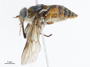  ( - CBG-A13354-F12)  @11 [ ] CreativeCommons - Attribution Share - Alike (2023) CBG Photography Group Centre for Biodiversity Genomics