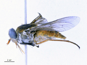  ( - CBG-A13355-D12)  @11 [ ] CreativeCommons - Attribution Share - Alike (2023) CBG Photography Group Centre for Biodiversity Genomics