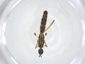  (Ceratomerus albistylus - CBG-A15849-G10)  @11 [ ] CreativeCommons - Attribution Share - Alike (2023) Centre for Biodiversity Genomics Centre for Biodiversity Genomics