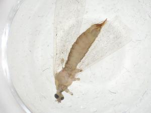  ( - CBG-A16732-B06)  @11 [ ] CreativeCommons - Attribution Share - Alike (2023) Centre for Biodiversity Genomics Centre for Biodiversity Genomics