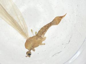  (Molophilus gilvus - CBG-A16732-B11)  @11 [ ] CreativeCommons - Attribution Share - Alike (2023) Centre for Biodiversity Genomics Centre for Biodiversity Genomics