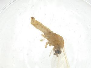  ( - CBG-A16732-C01)  @11 [ ] CreativeCommons - Attribution Share - Alike (2023) Centre for Biodiversity Genomics Centre for Biodiversity Genomics