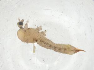  ( - CBG-A16732-E02)  @11 [ ] CreativeCommons - Attribution Share - Alike (2023) Centre for Biodiversity Genomics Centre for Biodiversity Genomics