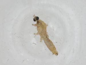  ( - CBG-A16733-B09)  @11 [ ] CreativeCommons - Attribution Share - Alike (2023) Centre for Biodiversity Genomics Centre for Biodiversity Genomics