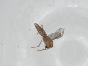  ( - CBG-A16733-E04)  @11 [ ] CreativeCommons - Attribution Share - Alike (2023) Centre for Biodiversity Genomics Centre for Biodiversity Genomics