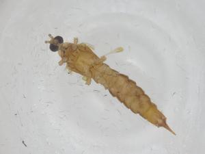  ( - CBG-A16733-E10)  @11 [ ] CreativeCommons - Attribution Share - Alike (2023) Centre for Biodiversity Genomics Centre for Biodiversity Genomics