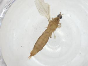  ( - CBG-A16733-G01)  @11 [ ] CreativeCommons - Attribution Share - Alike (2023) Centre for Biodiversity Genomics Centre for Biodiversity Genomics