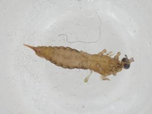  ( - CBG-A16733-G04)  @11 [ ] CreativeCommons - Attribution Share - Alike (2023) Centre for Biodiversity Genomics Centre for Biodiversity Genomics