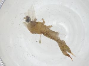  ( - CBG-A16733-H04)  @11 [ ] CreativeCommons - Attribution Share - Alike (2023) Centre for Biodiversity Genomics Centre for Biodiversity Genomics